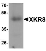 XKR8 Antibody in Western Blot (WB)