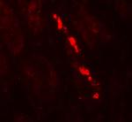 Nephrin Antibody in Immunohistochemistry (Paraffin) (IHC (P))