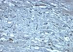 Nephrin Antibody in Immunohistochemistry (Paraffin) (IHC (P))