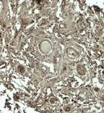 GPRASP1 Antibody in Immunohistochemistry (Paraffin) (IHC (P))