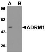 ADRM1 Antibody in Western Blot (WB)