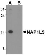 NAP1L5 Antibody in Western Blot (WB)