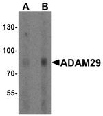 ADAM29 Antibody in Western Blot (WB)