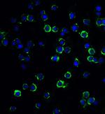 MAGEA4 Antibody in Immunocytochemistry (ICC/IF)