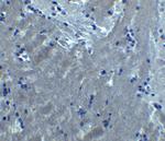 S1PR2 Antibody in Immunohistochemistry (Paraffin) (IHC (P))