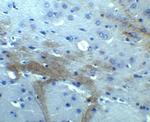 TNFAIP1 Antibody in Immunohistochemistry (Paraffin) (IHC (P))