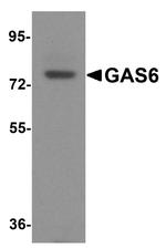 GAS6 Antibody in Western Blot (WB)