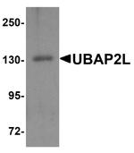 UBAP2L Antibody in Western Blot (WB)