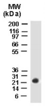 BAG2 Antibody in Western Blot (WB)