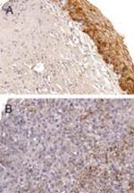 BAG5 Antibody in Immunohistochemistry (Paraffin) (IHC (P))