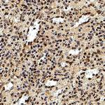 DEDD2 Antibody in Immunohistochemistry (Paraffin) (IHC (P))