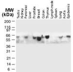 TRAF5 Antibody in Western Blot (WB)