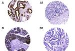 CARD8 Antibody in Immunohistochemistry (Paraffin) (IHC (P))