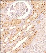 MAT2A Antibody in Immunohistochemistry (Paraffin) (IHC (P))