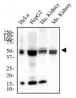 MAT2A Antibody in Western Blot (WB)