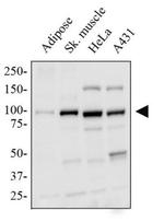 PPARGC1A Antibody in Western Blot (WB)