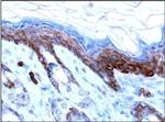 AMBRA1 Antibody in Immunohistochemistry (Paraffin) (IHC (P))