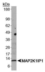 LAMTOR3 Antibody in Western Blot (WB)