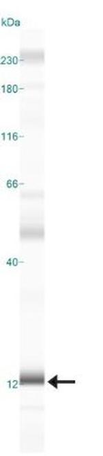 LAMTOR3 Antibody in Western Blot (WB)