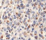 LAMTOR2 Antibody in Immunohistochemistry (Paraffin) (IHC (P))