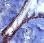 PIEZO2 Antibody in Immunohistochemistry (Paraffin) (IHC (P))