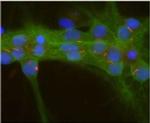 Adenylate Cyclase 3 Antibody in Immunocytochemistry (ICC/IF)