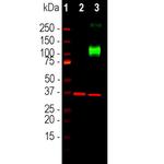 Adenylate Cyclase 3 Antibody in Western Blot (WB)