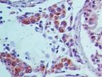 TRAF3IP1 Antibody in Immunohistochemistry (Paraffin) (IHC (P))