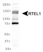 RTEL1 Antibody in Western Blot (WB)