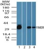 Ymer Antibody in Western Blot (WB)