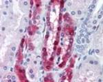 PPP1R1A Antibody in Immunohistochemistry (Paraffin) (IHC (P))