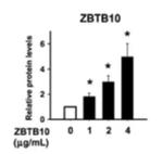 ZBTB46 Antibody in ELISA (ELISA)