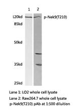 Phospho-NEK9 (Thr210) Antibody in Western Blot (WB)