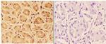 PTPRO Antibody in Immunohistochemistry (Paraffin) (IHC (P))