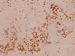 GANP Antibody in Immunohistochemistry (Paraffin) (IHC (P))