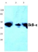 IkB epsilon Antibody in Western Blot (WB)