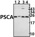 PSCA Antibody in Western Blot (WB)