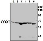 MTCO1 Antibody in Western Blot (WB)