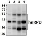 hnRNP D Antibody in Western Blot (WB)