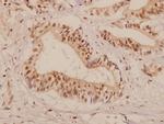 PMP22 Antibody in Immunohistochemistry (Paraffin) (IHC (P))