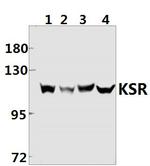 KSR1 Antibody in Western Blot (WB)