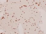 SAPAP1 Antibody in Immunohistochemistry (Paraffin) (IHC (P))