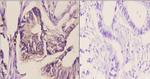 C/EBP delta/epsilon Antibody in Immunohistochemistry (Paraffin) (IHC (P))