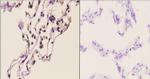 C/EBP delta/epsilon Antibody in Immunohistochemistry (Paraffin) (IHC (P))