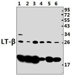 LTB Antibody in Western Blot (WB)