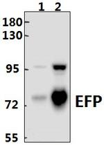 TRIM25 Antibody in Western Blot (WB)