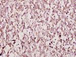 FOXB1/FOXB2 Antibody in Immunohistochemistry (Paraffin) (IHC (P))