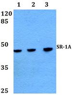 HTR1A Antibody in Western Blot (WB)