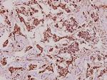 CYP27A1 Antibody in Immunohistochemistry (Paraffin) (IHC (P))