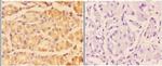 Adenylate Cyclase 5/6 Antibody in Immunohistochemistry (Paraffin) (IHC (P))